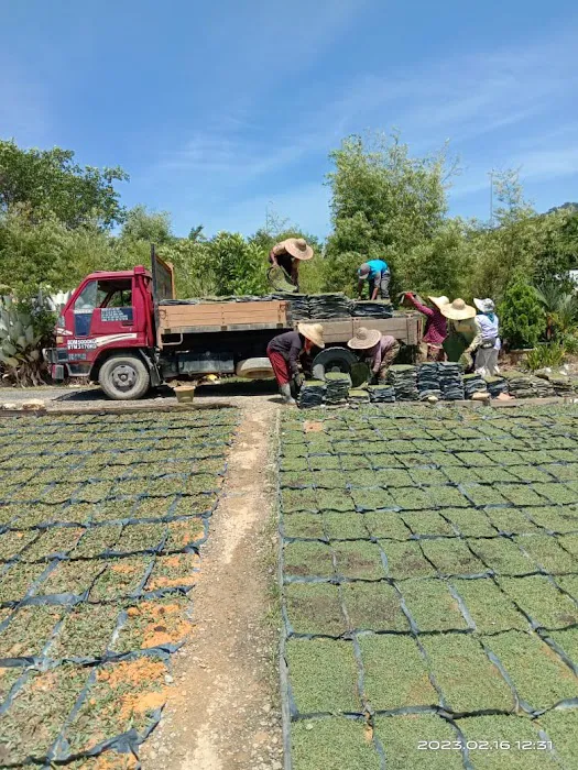 Pembekal utama rumput murah sg.buloh Picture 4