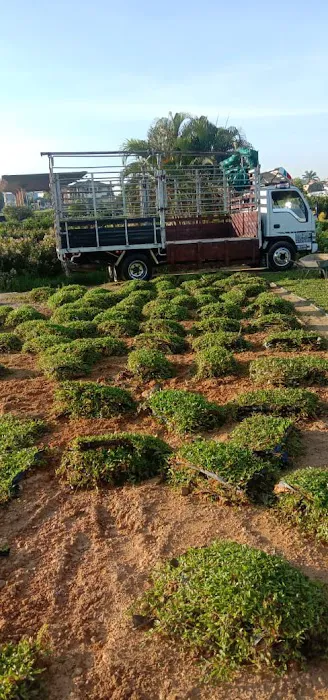 Pembekal utama rumput murah sg.buloh Picture 3