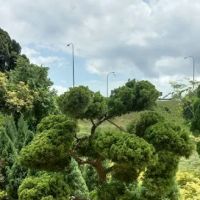 Pembekal utama rumput murah sg.buloh ico