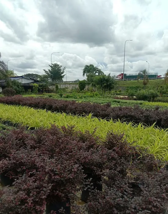 Pembekal utama rumput murah sg.buloh Picture 9