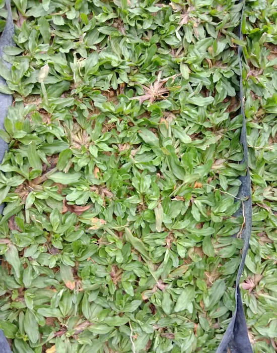 Pembekal utama rumput murah sg.buloh Picture 7