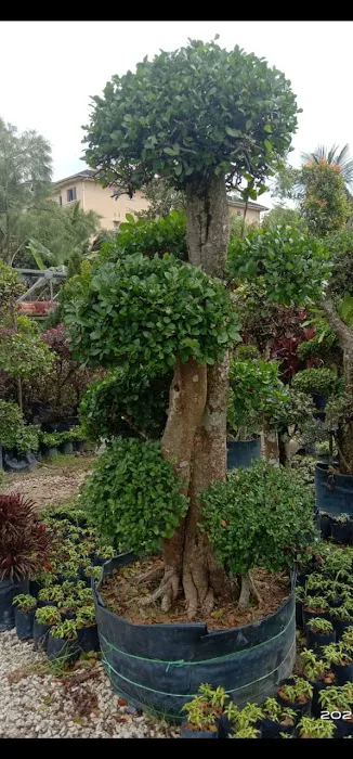 Pembekal utama rumput murah sg.buloh Picture 10