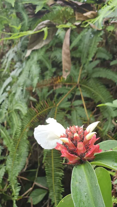 Halfway Trail Bukit Pelindung Picture 5