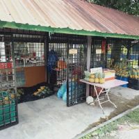 Mr Pip's pine hut ico