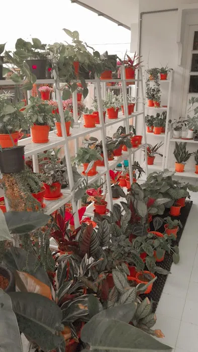 NEA HOUSEPLANT Picture 2