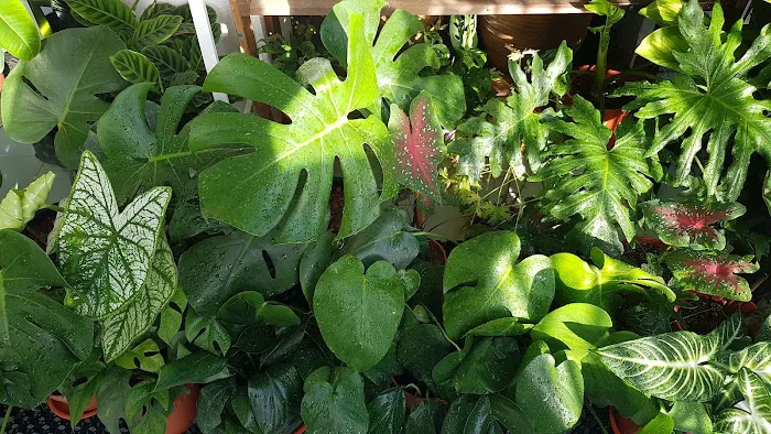 NEA HOUSEPLANT Picture 1