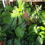 NEA HOUSEPLANT