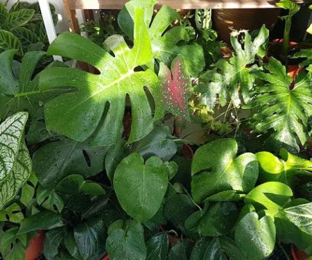 NEA HOUSEPLANT