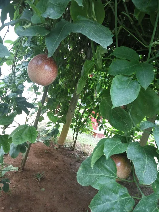 HM Khoo Fruit Farm Picture 10