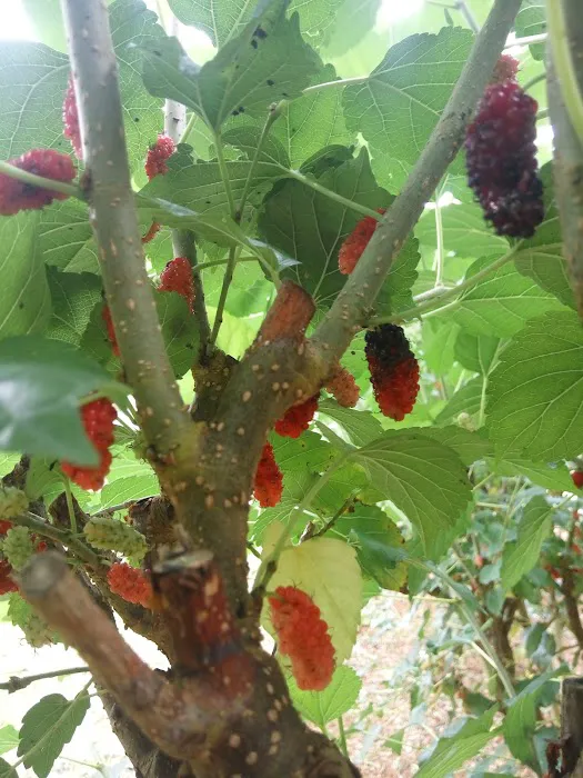 HM Khoo Fruit Farm Picture 5