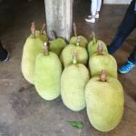 HM Khoo Fruit Farm