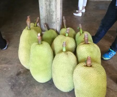 HM Khoo Fruit Farm