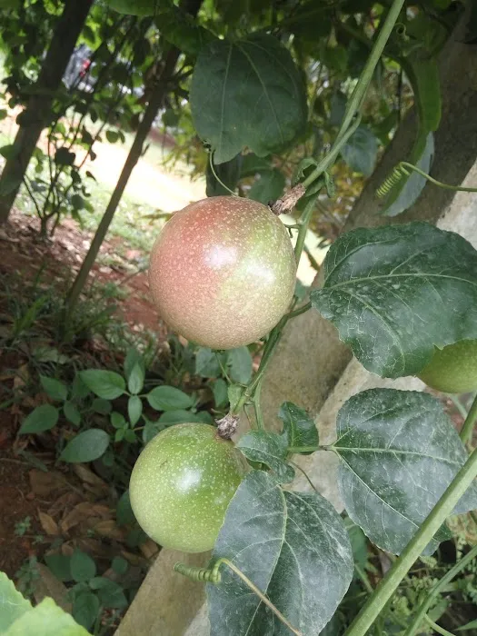 HM Khoo Fruit Farm Picture 8