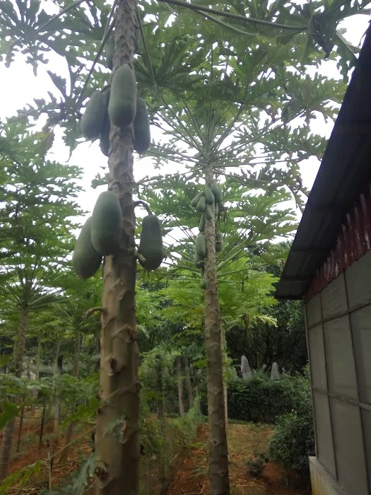 HM Khoo Fruit Farm Picture 7