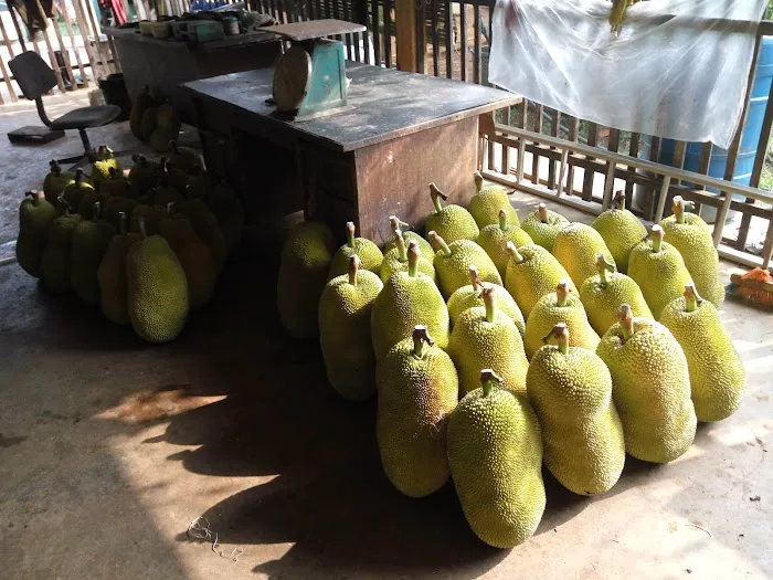 HM Khoo Fruit Farm Picture 4