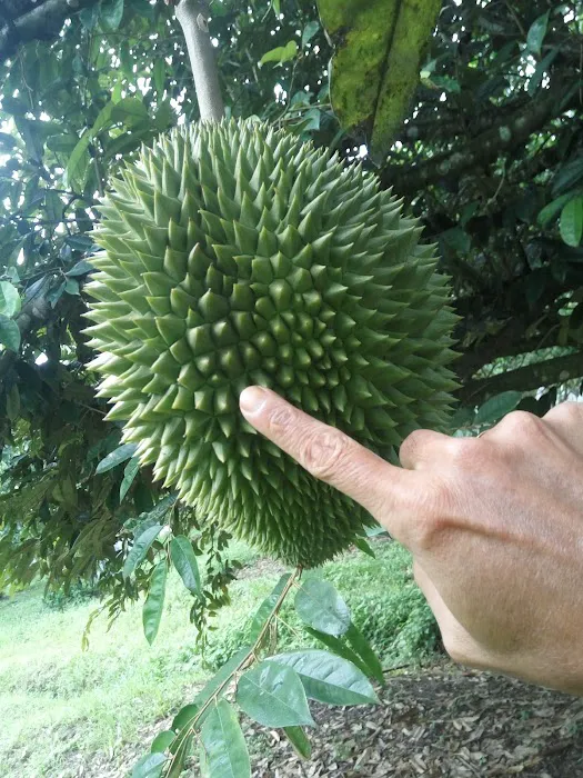 HM Khoo Fruit Farm Picture 9
