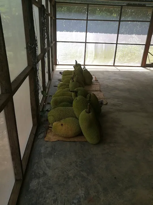 HM Khoo Fruit Farm Picture 2
