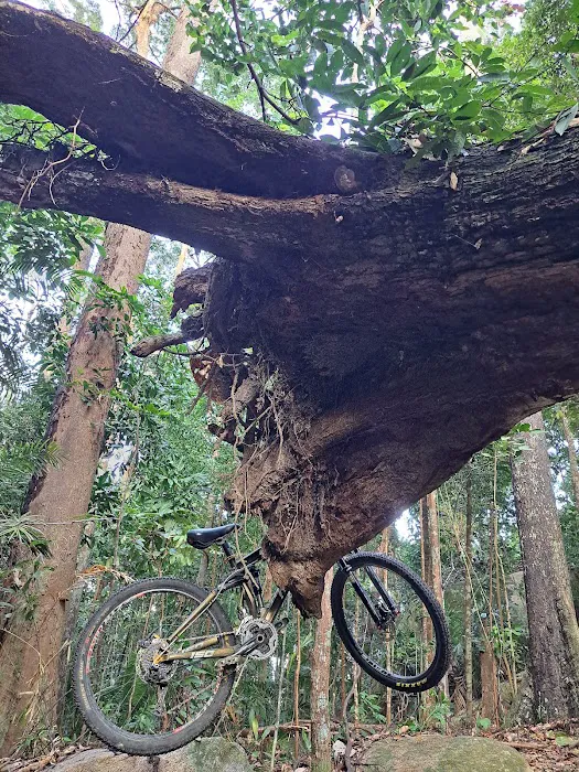 Flying Roots Picture 1