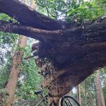 Flying Roots