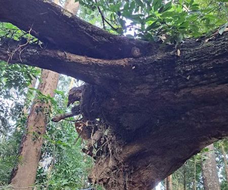 Flying Roots