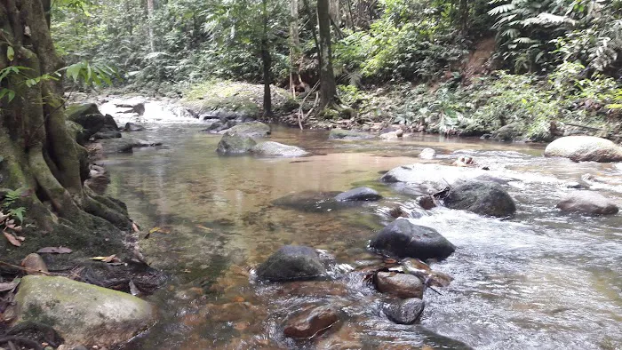 Sungai Tua Recreational Forest Picture 7
