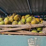 Coconut Junction