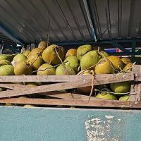 Coconut Junction ico