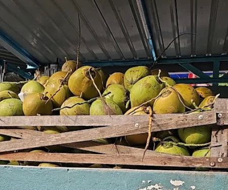 Coconut Junction