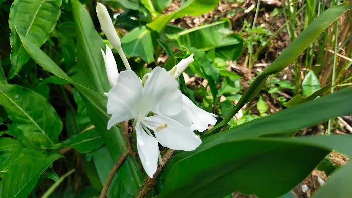 Garden Spring Cheras Picture 4