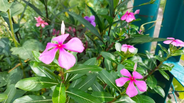 Garden Spring Cheras Picture 2