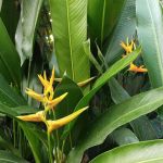 Garden Spring Cheras