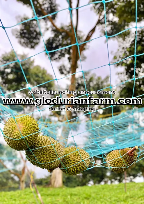 GLO Durian Farm Picture 4