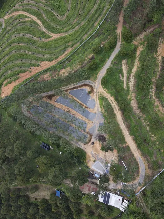 GLO Durian Farm Picture 7