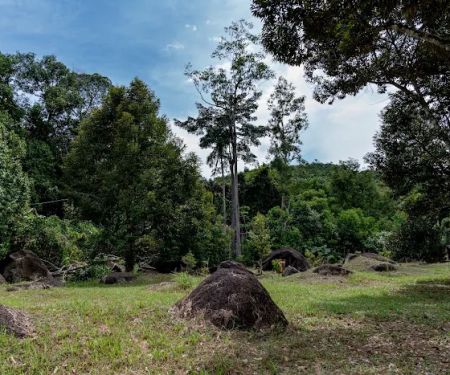 Treeside Campsite
