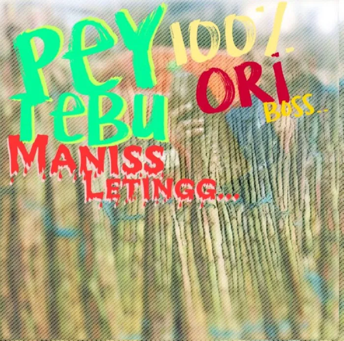 TEBU BOY jv PEY TEBU Picture 6