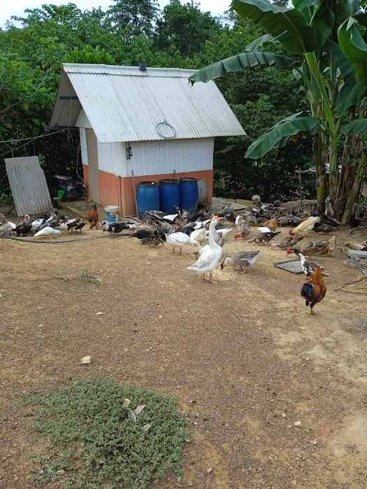 Kebun nenas bkt dinding Picture 8