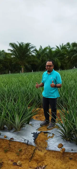 Kebun nenas bkt dinding Picture 1