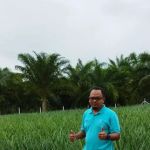 Kebun nenas bkt dinding