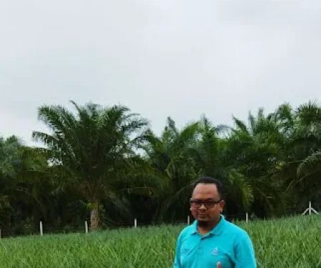 Kebun nenas bkt dinding