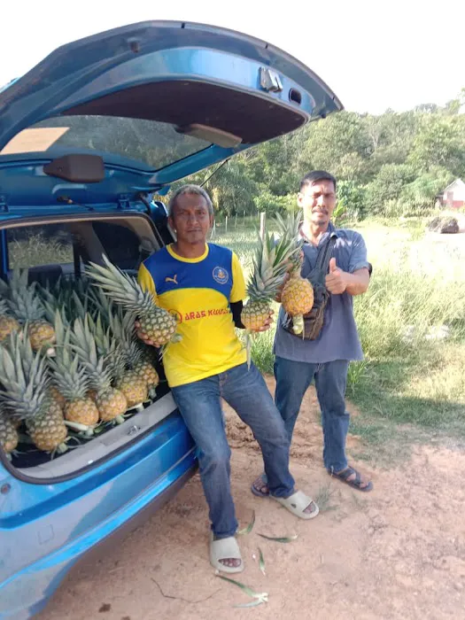 Kebun nenas bkt dinding Picture 3
