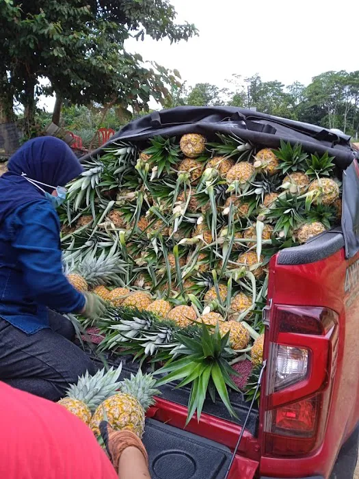 Kebun nenas bkt dinding Picture 2