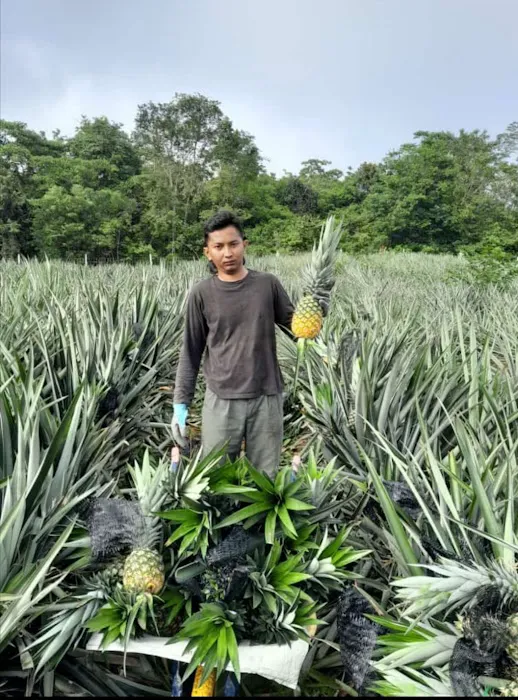 Kebun nenas bkt dinding Picture 6