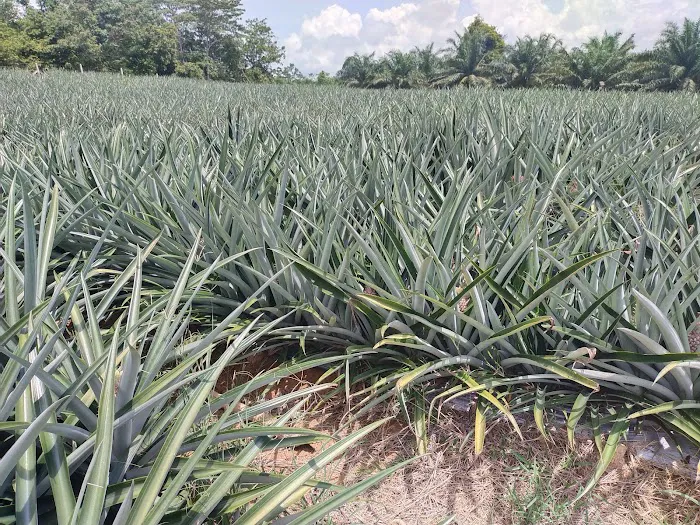 Kebun nenas bkt dinding Picture 10