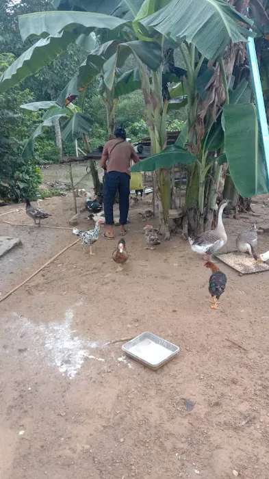 Kebun nenas bkt dinding Picture 9