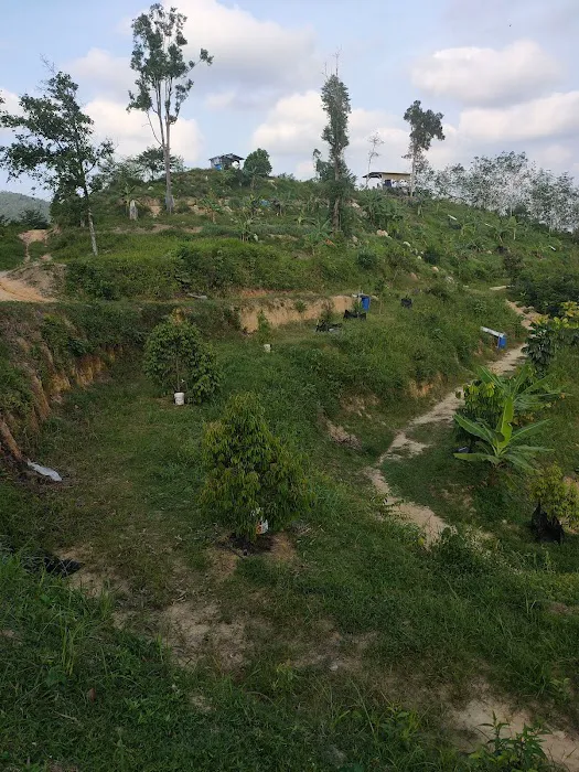 BUKIT MENARA ORCHARD Picture 5
