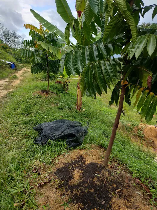 BUKIT MENARA ORCHARD Picture 3