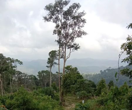 Permatang bukit kolong bijih