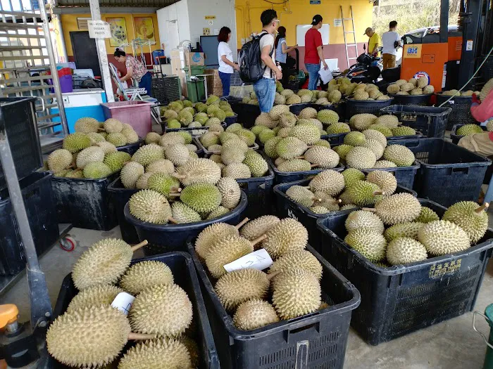 My Durian Orchard Picture 2
