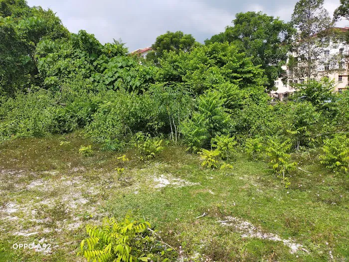 My Durian Orchard Picture 6