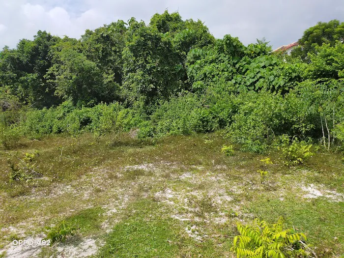 My Durian Orchard Picture 1
